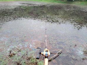 黑鱼炸水视频,揭秘水下生物的神奇生存技能