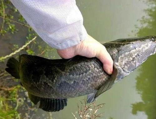 黑鱼炸水视频,揭秘水下生物的神奇生存技能