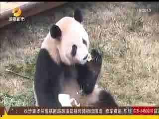 杀动物视频全过程视频,动物残忍杀害全程揭秘