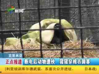 杀动物视频全过程视频,动物残忍杀害全程揭秘