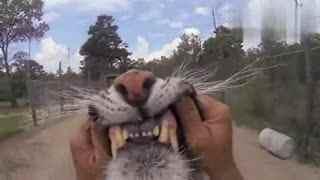 杀动物视频全过程视频,动物残忍杀害全程揭秘