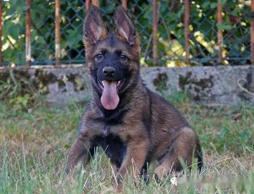 德语训犬视频,视频教程深度解析