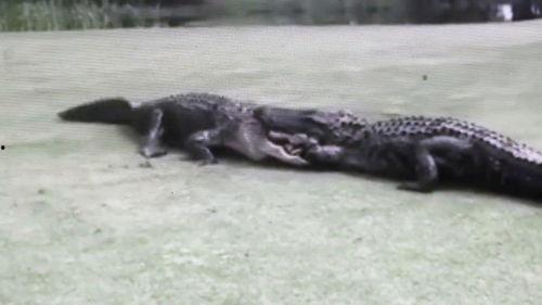 鳄鱼打架视频,一场水下生死搏斗的惊心动魄