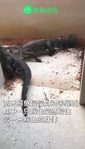 鳄鱼打架视频,一场水下生死搏斗的惊心动魄