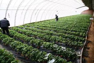 种植蔬菜视频,从播种到收获的全程指导