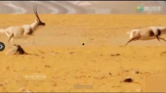 配驴视频.,一场别开生面的配驴视频盛宴